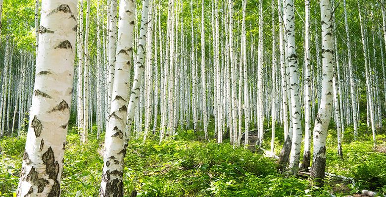 How To Identify British Trees